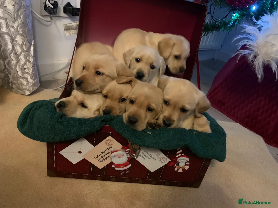 Labrador Retriever dogs for sale: Labrador puppies for sale - Advert 8