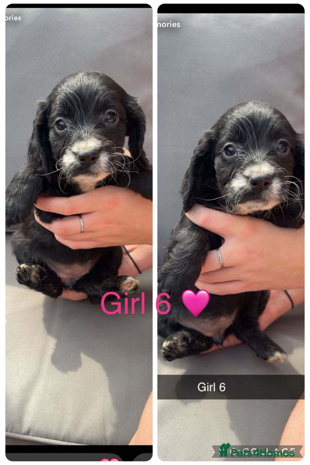 Cockapoo dogs for sale: Cockapoo puppies  - Image 7