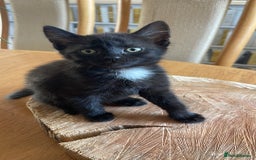 Mixed Breed cats for sale: Kittens ready for their new homes - Image 16