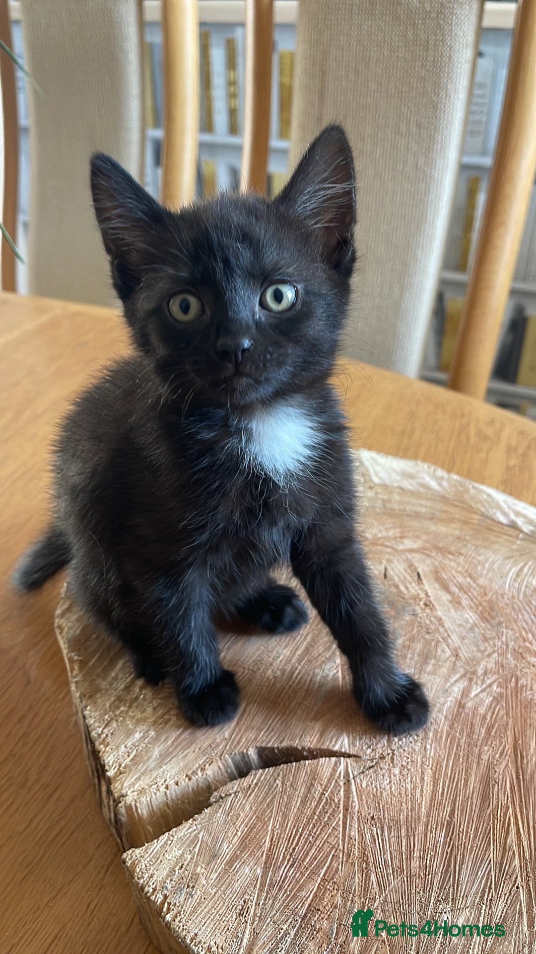Mixed Breed cats for sale: Kittens ready for their new homes - Image 16