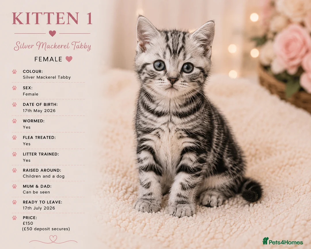 Mixed Breed cats for sale: Beautiful Silver Tabby Kittens, Ready 17th July  - Advert 6