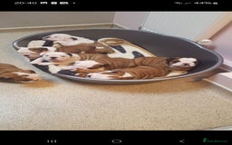 English Bulldog dogs for stud: Apollo 1 bulldog HUU clear stud boy in York - Image 11