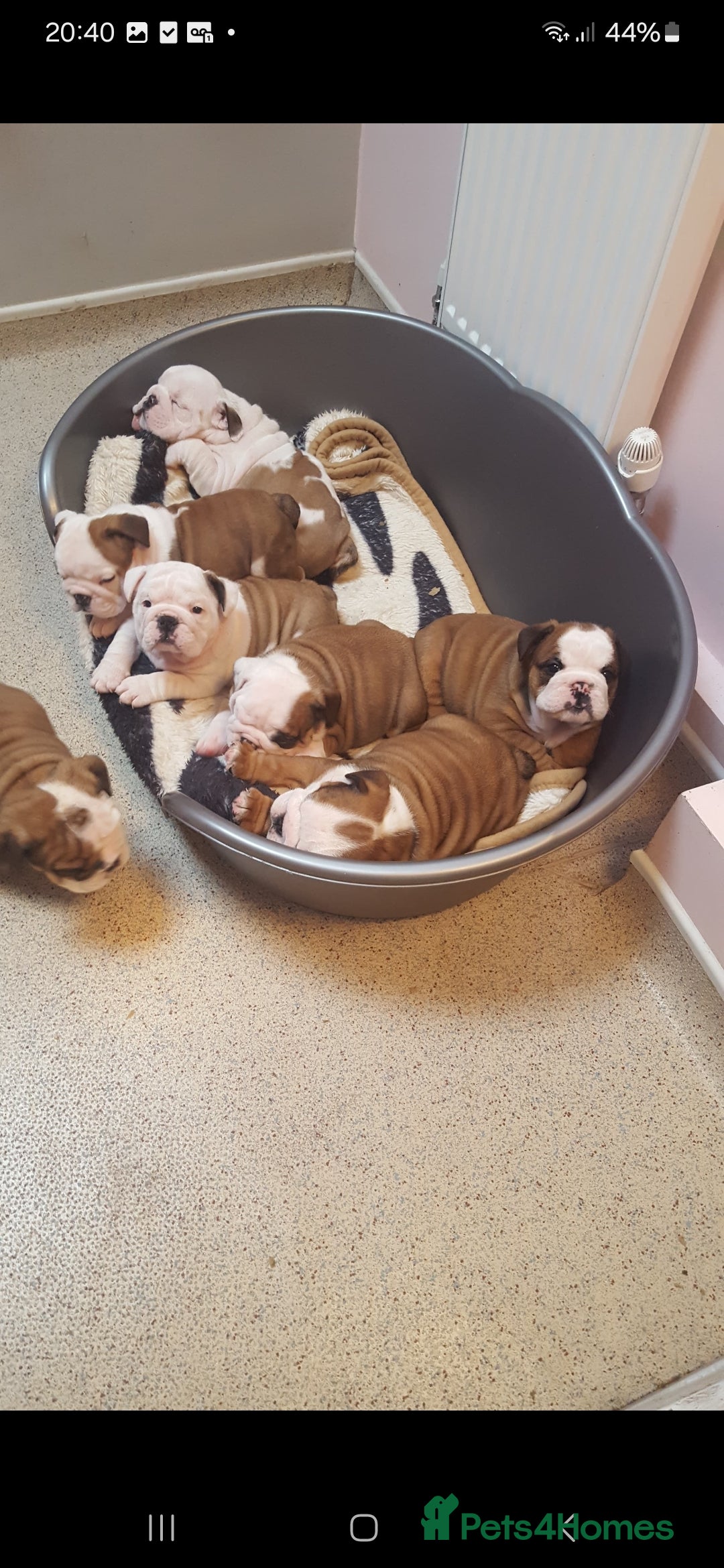 English Bulldog dogs for stud: Apollo 1 bulldog HUU clear stud boy in York - Image 11
