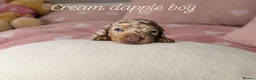 Miniature Dachshund dogs for sale: Stunning Dachshund Puppies❤️Reservations Now Open! - Advert 4