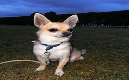 Chihuahua dogs for sale: boy 8 mont - Image 7