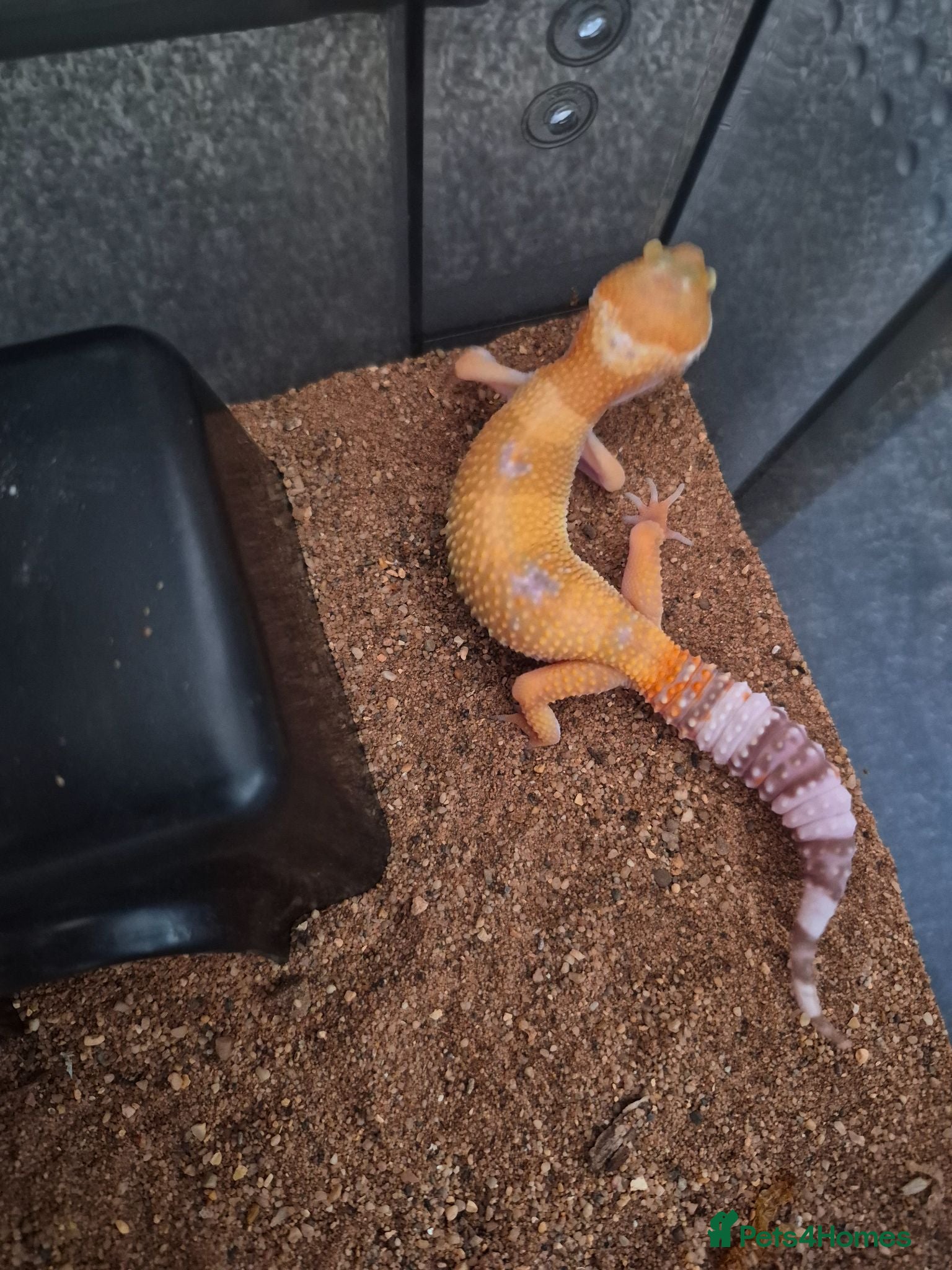 Gecko reptiles Crested & leopard gecko babies - Advert 1