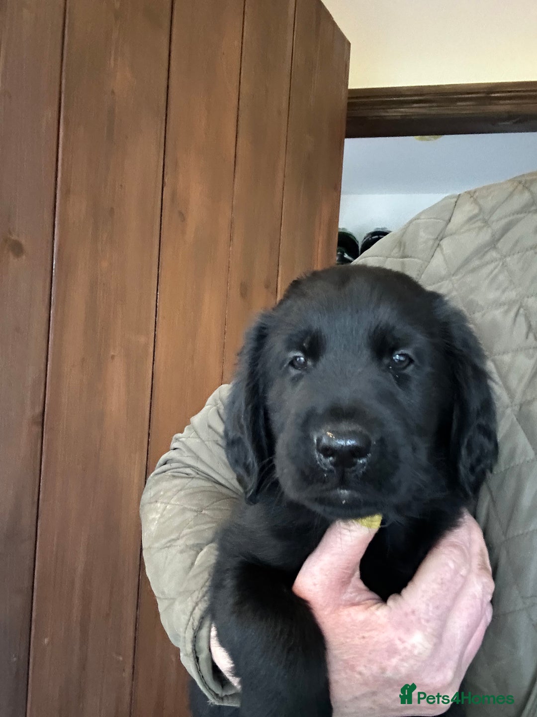 Flat coated Retriever dogs for sale: Flat coated x golden Retriever puppies - Image 5