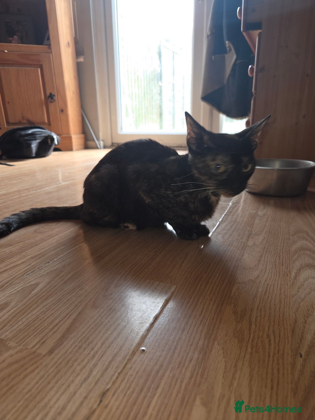 Mixed Breed cats for sale: Black kitten for sale - Image 6