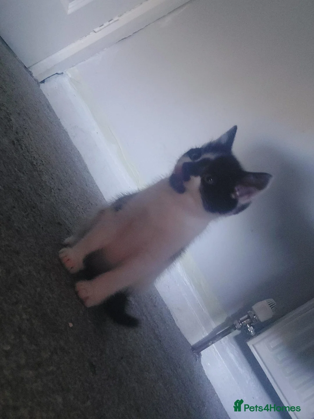 Mixed Breed cats for sale: KITTENS RRADY THE 12TH SEPTEMBER  in Bradford - Advert 1