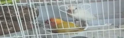 Lovebirds birds for sale: Lovebirds - Advert 2