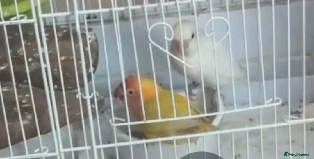 Lovebirds birds for sale: Lovebirds - Advert 2