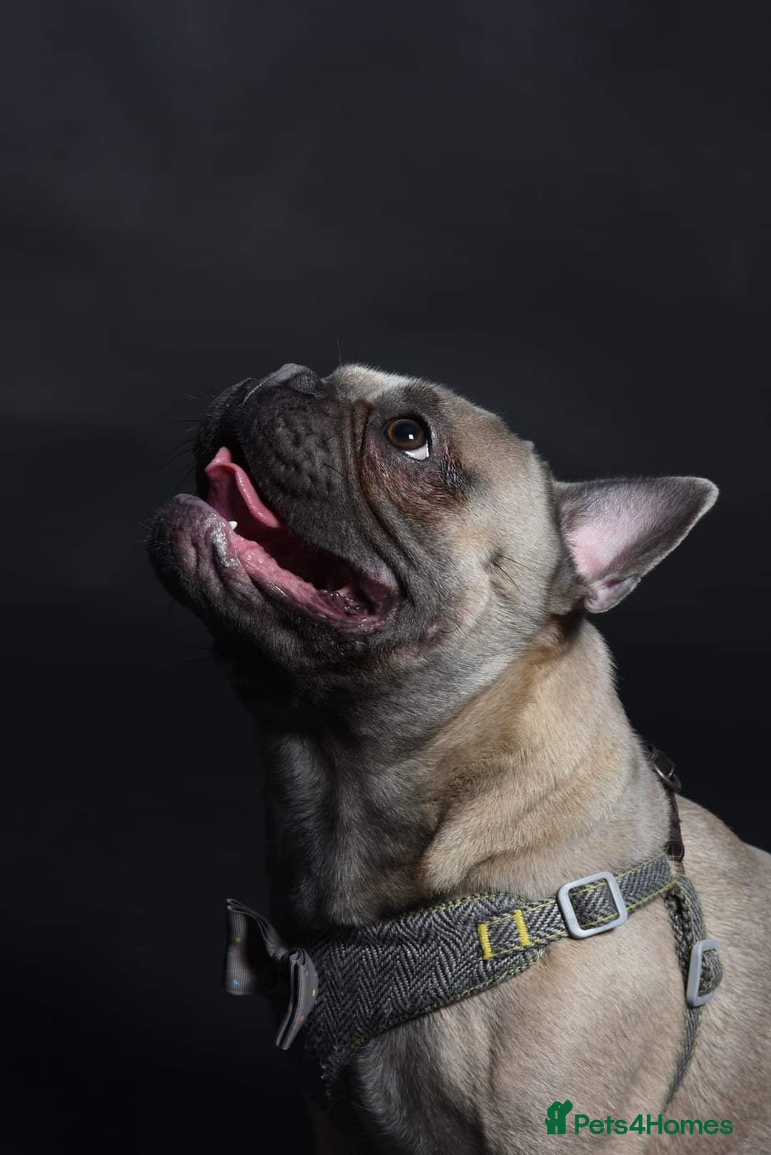 French Bulldog dogs for stud: Pedigree French Bulldog - for stud - Advert 2