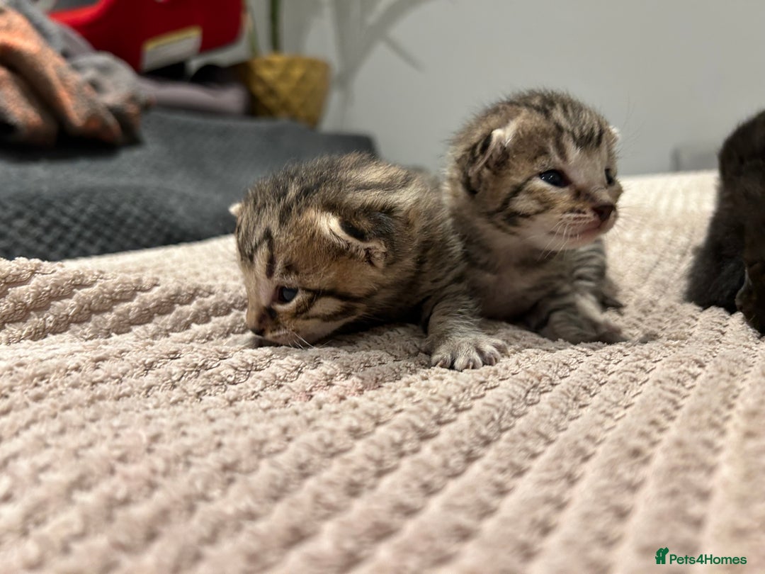 Savannah cats for sale: 5 f3 savannah  - Advert 6