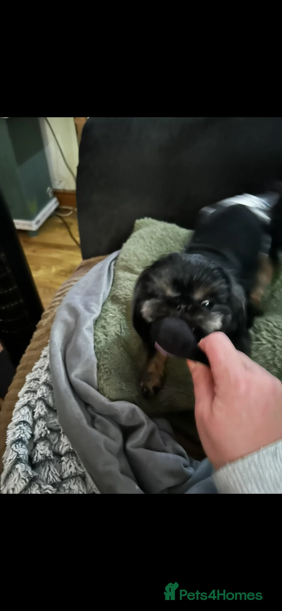Shih Tzu dogs for stud: Black n Tan imperial Shih Tzu for stud  - Advert 2