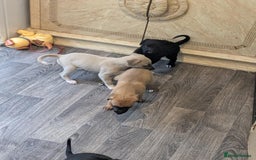 Lurcher dogs for sale: Lurcher pups whippet cross  - Image 11