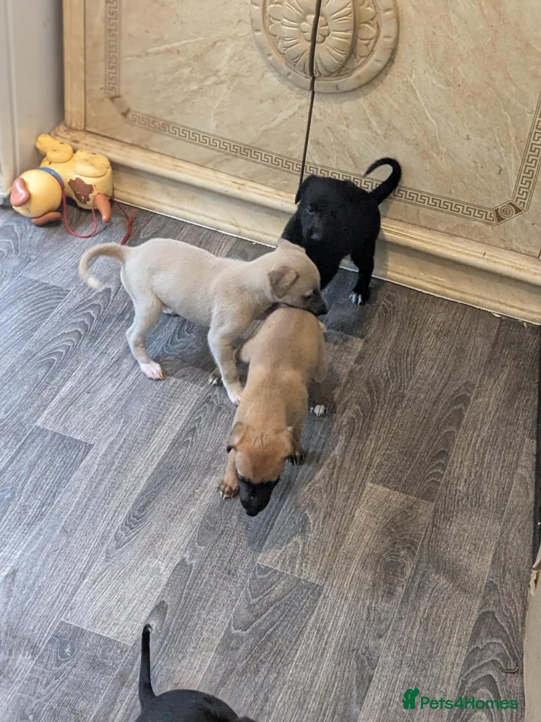 Lurcher dogs for sale: Lurcher pups whippet cross  - Image 11