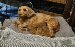 Cockapoo dogs for sale: Redhead cockapoo - Image 1