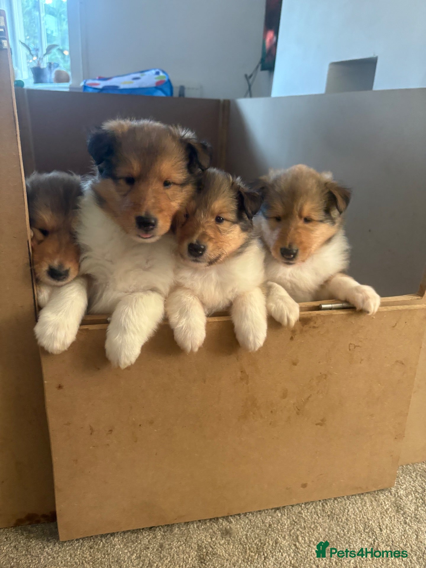 Rough Collie dogs Shaded Sable Rough Collie puppies  - Advert 2