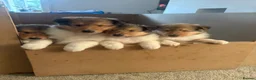 Rough Collie dogs for sale: Shaded Sable Rough Collie puppies  - Advert 1