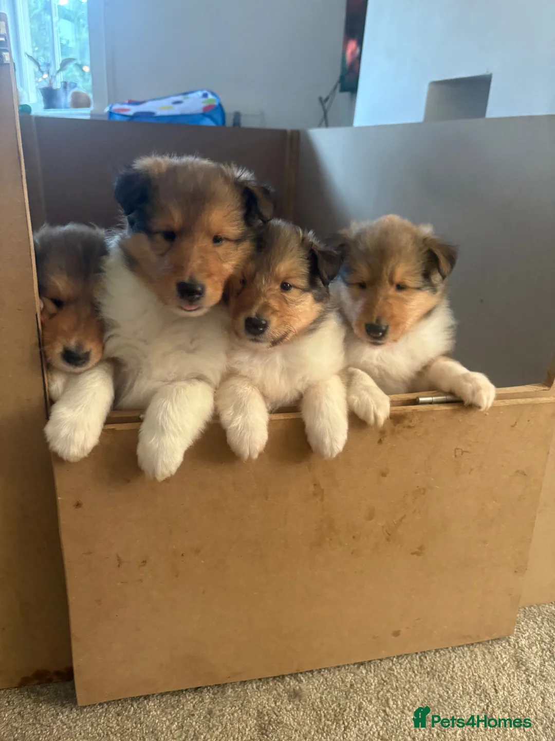 Rough Collie dogs for sale: Shaded Sable Rough Collie puppies  - Advert 1
