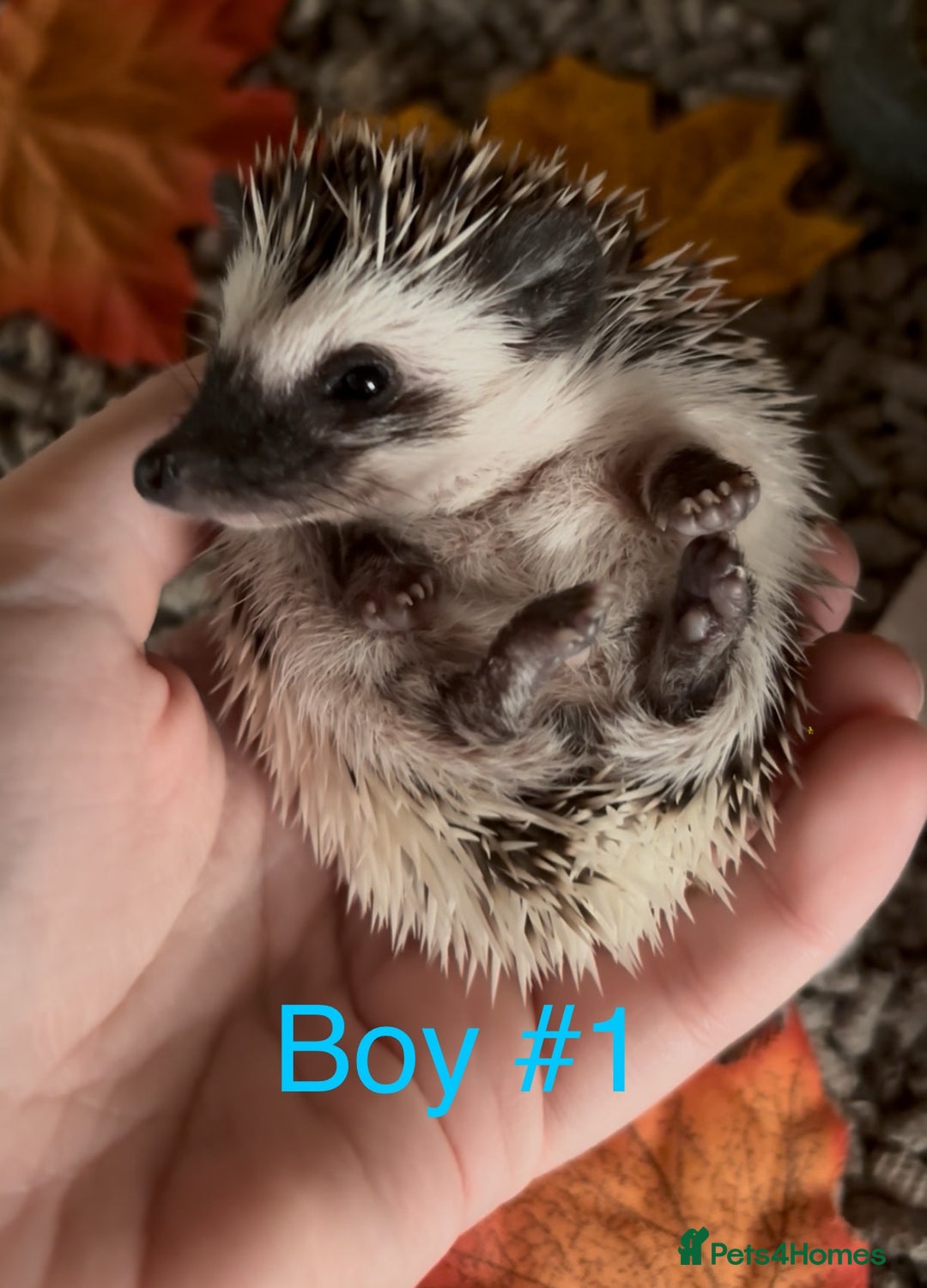Pygmy Hedgehog rodents for sale: Male and female Pygmy hedgehogs ready to reserve - Image 3