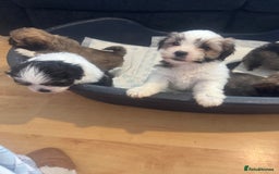 Lhasa Apso dogs for sale: Lhasa apso puppies  - Image 2