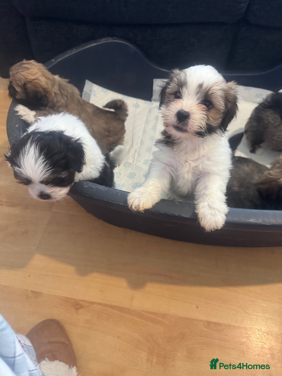 Lhasa Apso dogs for sale: Lhasa apso puppies  - Image 2