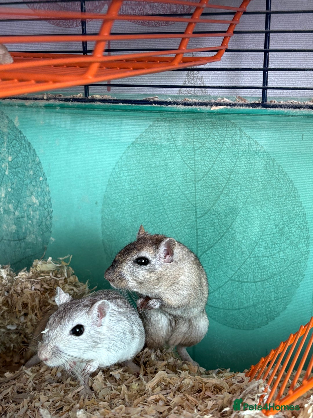 Gerbil rodents for sale: 2 male Gerbils - Image 2