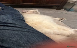 Ragdoll cats for sale: Stunning Seal Point Lynx Ragdoll For Sale. - Image 20