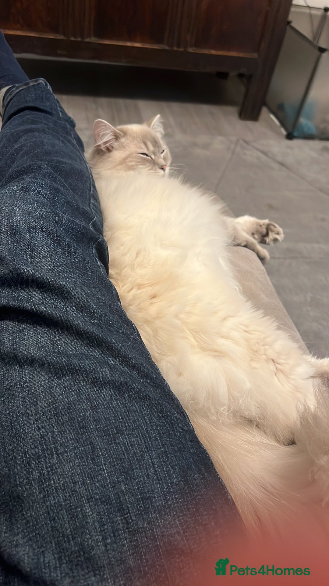 Ragdoll cats for sale: Stunning Seal Point Lynx Ragdoll For Sale. - Image 20