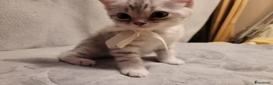 British Shorthair Kitten 3