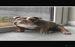 English Bulldog dogs for stud: STUD AVAILABLE!  - Image 3