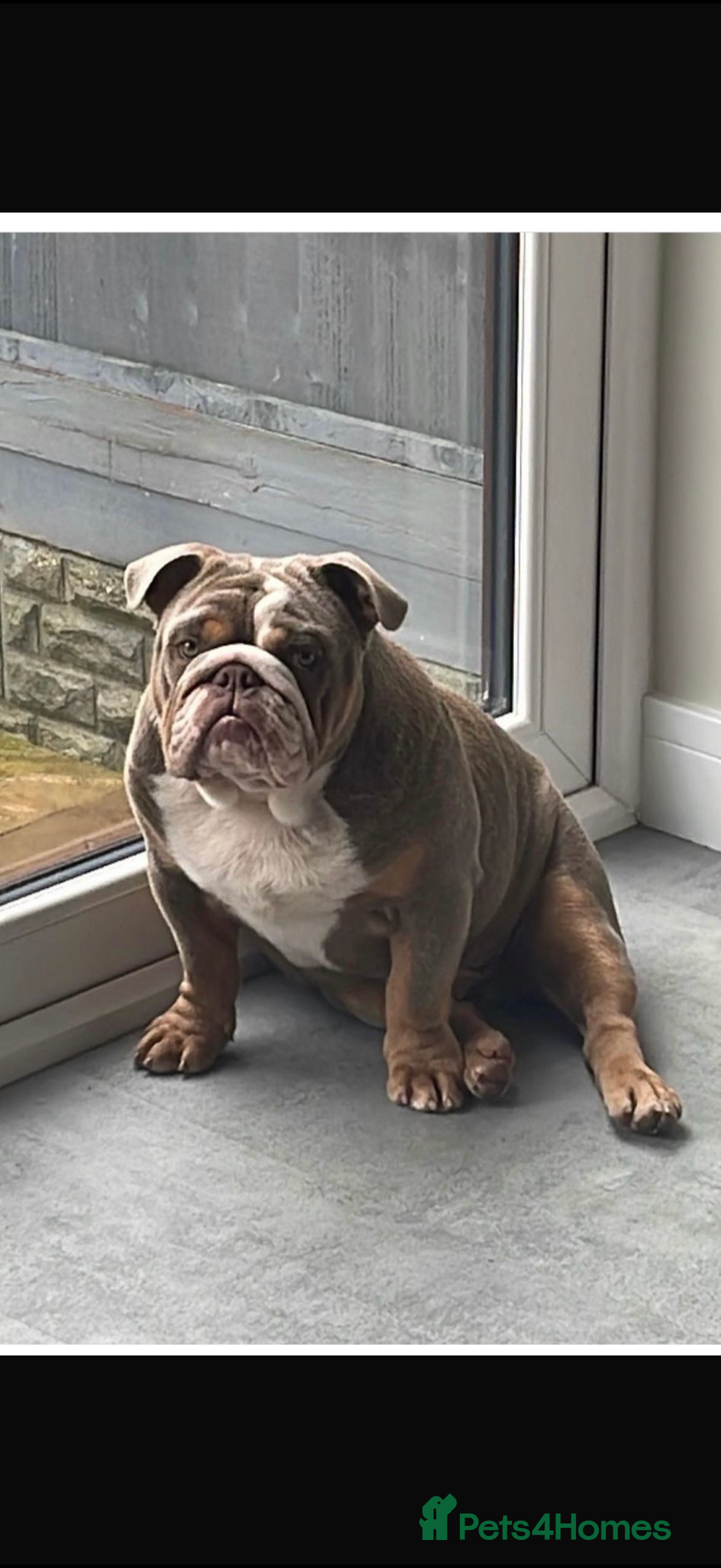 English Bulldog dogs for stud: STUD AVAILABLE!  - Image 3