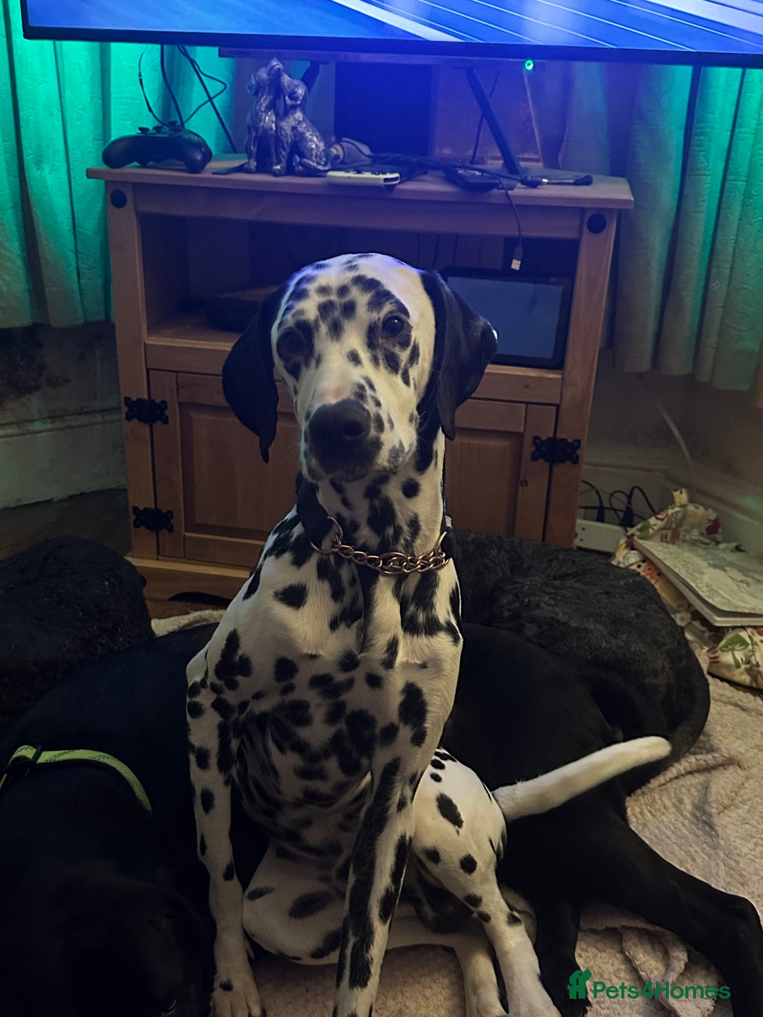 Mixed Breed dogs for sale: Dalmatian cross pointer - Advert 5