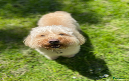 Mixed Breed dogs for sale: Gorgeous Coton noodle Boy - Image 3