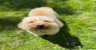 Mixed Breed dogs - Advert 10