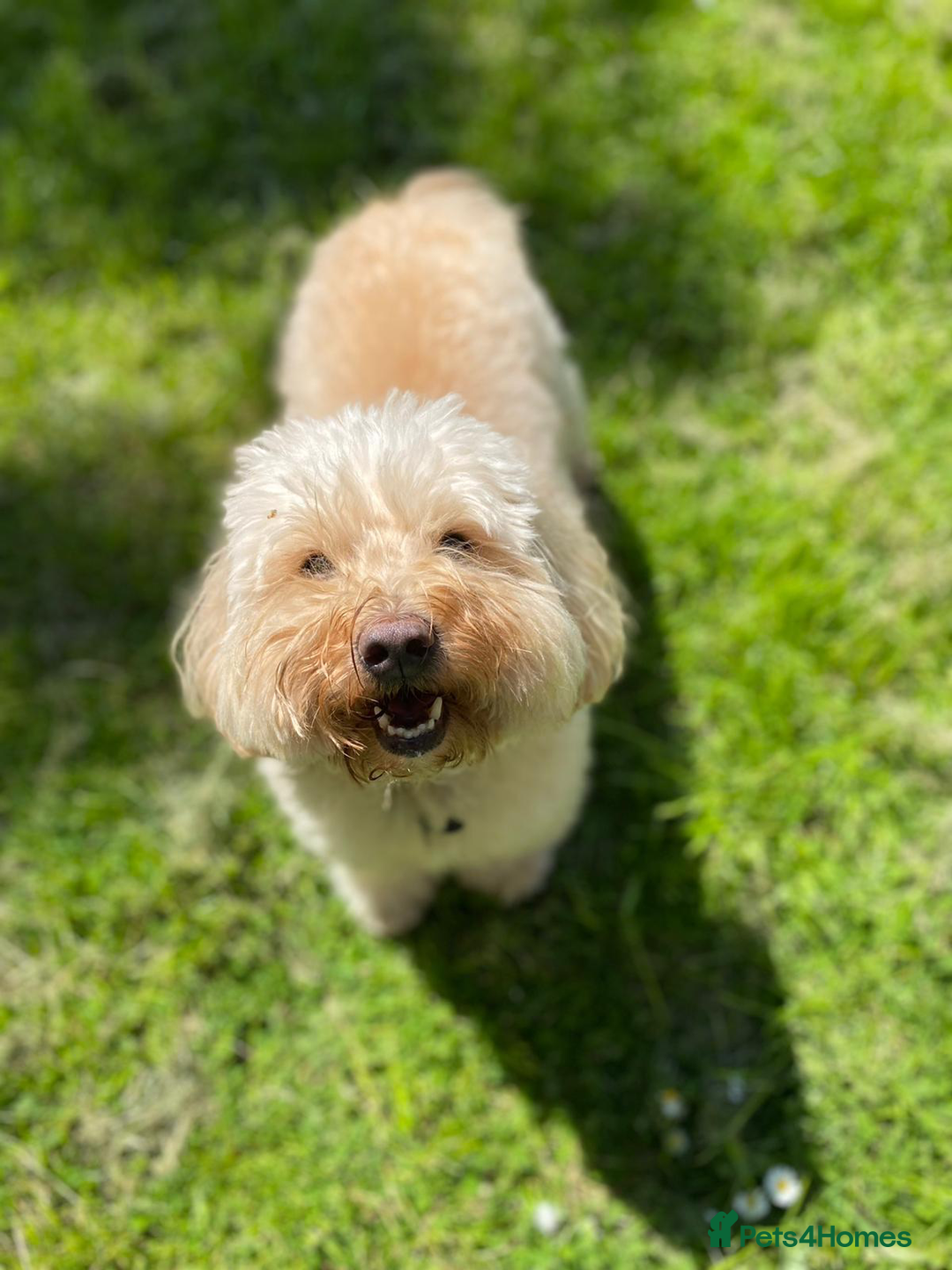 Mixed Breed dogs for sale: Gorgeous Coton noodle Boy - Image 3
