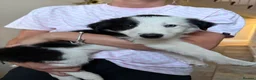 Border Collie dogs for sale: Pure breed Border Collies short and long hair - Advert 13