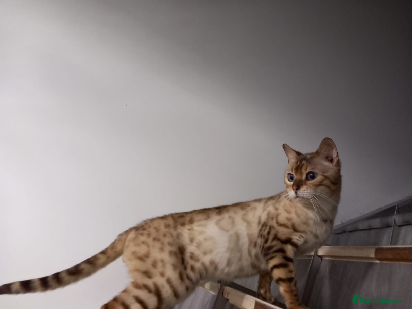 Bengal cats Snow bengal girl - Advert 8