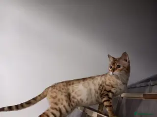 Bengal cats Snow bengal girl - Advert 8