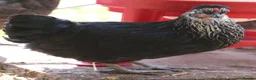 Chickens poultry for sale: Point of lay hybrid hens  - Advert 4