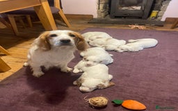 Clumber Spaniel dogs for sale: KC Working Clumber Spaniel - 2 boys available  - Image 7