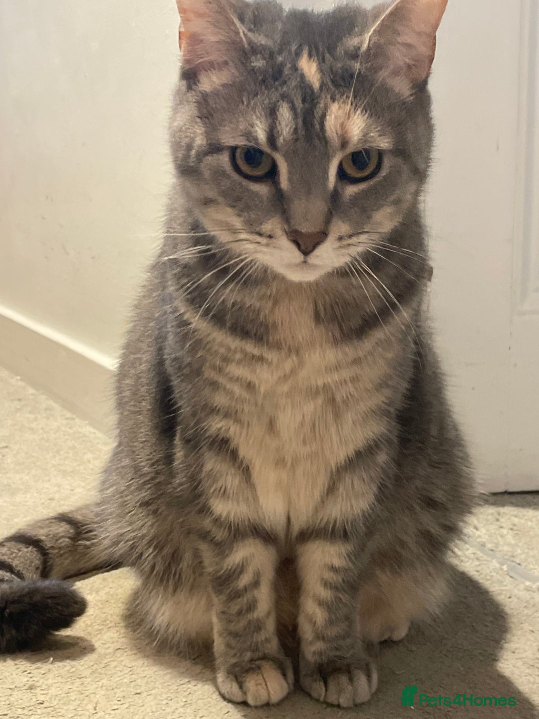 Mixed Breed cats for sale: Adorable female cats Looking for a Forever Home ! - Advert 22