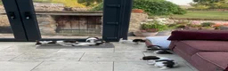 English Springer Spaniel dogs for sale: Pedigree English Springer Spaniel Pups KC Reg - Advert 6
