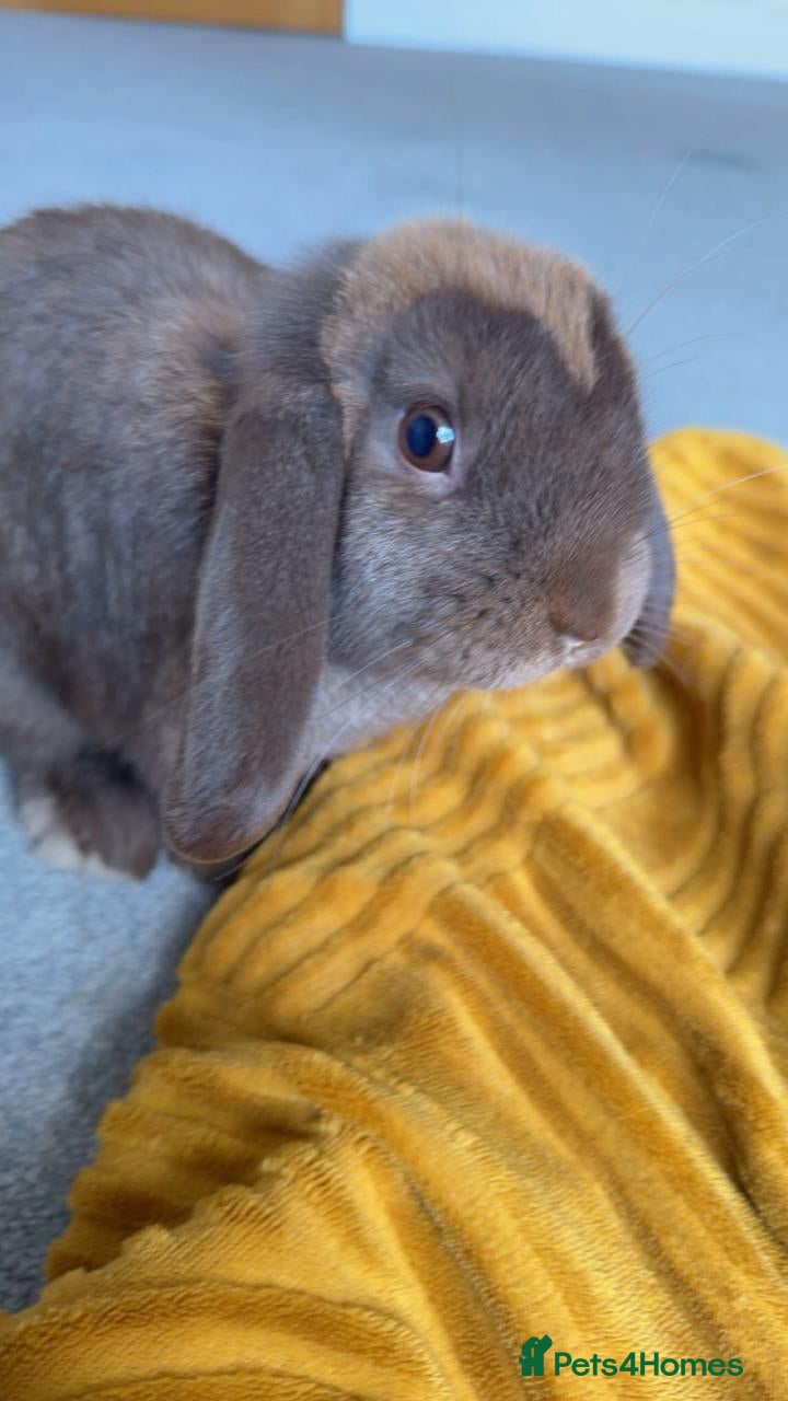 Mini Lop rabbits for sale: Purebred mini lop in Bournemouth - Advert 4