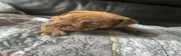 Olde English Bulldogge dogs for sale: Absolutely stunning puppy’s  - Advert 4