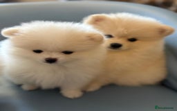 Pomeranian dogs for sale: 🐶 Adorable Pomeranian Puppies for Sale! 🐾 - Image 5