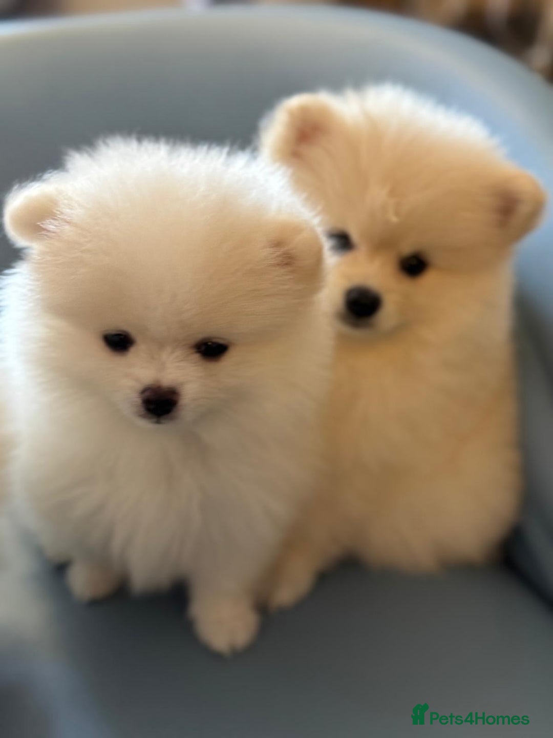 Pomeranian dogs for sale: 🐶 Adorable Pomeranian Puppies for Sale! 🐾 - Image 5