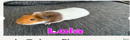 Guinea Pig rodents for sale: 4 beautiful female guinea pigs - Advert 3