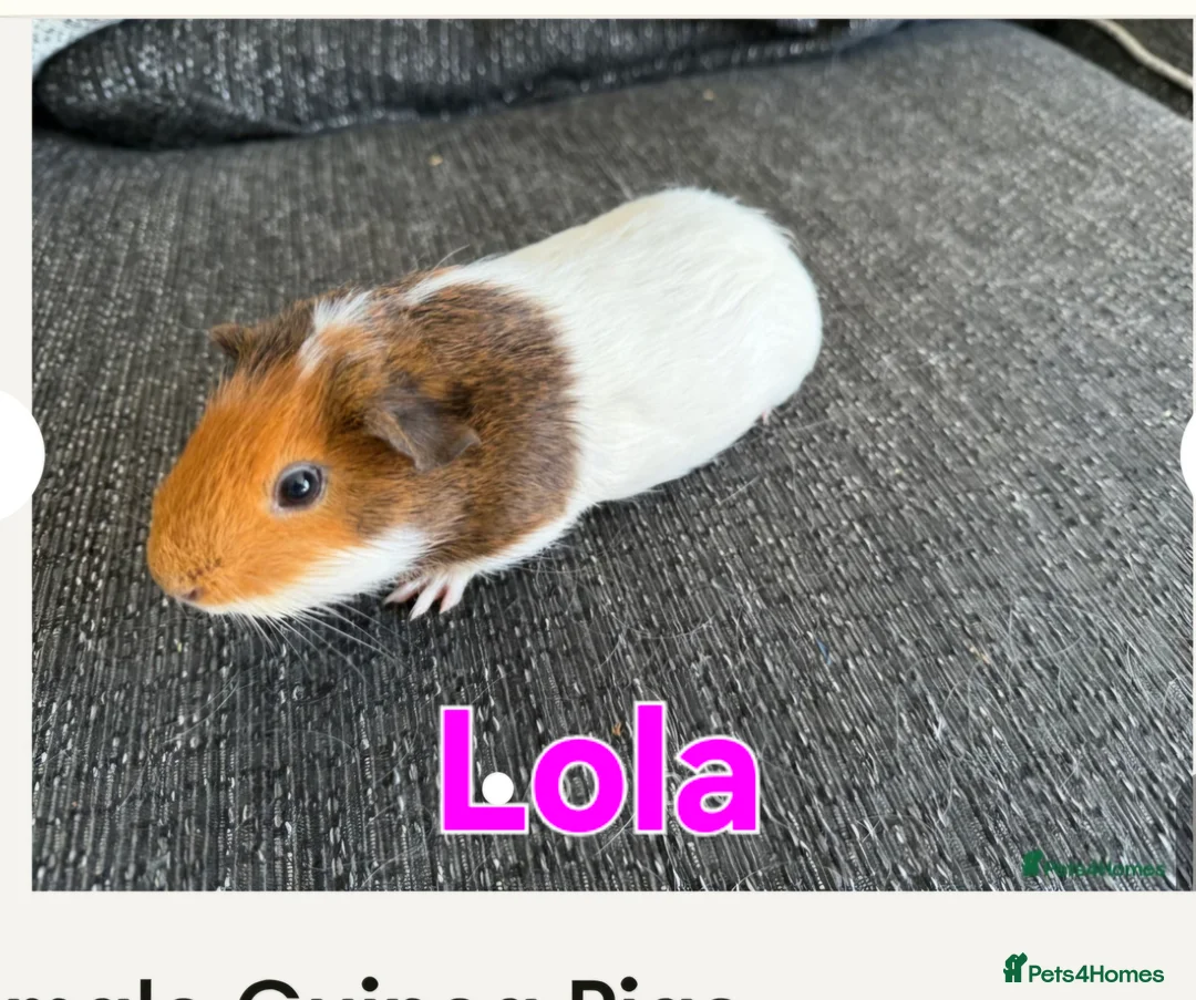 Guinea Pig rodents for sale: 4 beautiful female guinea pigs - Advert 3
